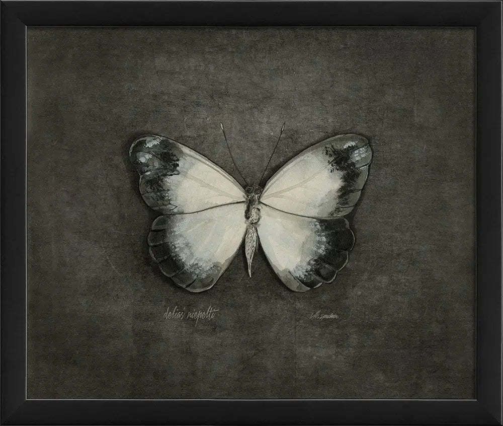 Butterfly Art Print