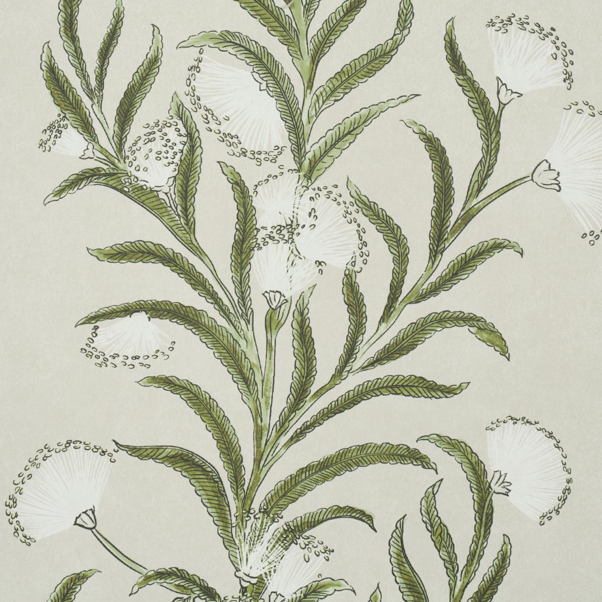 Schumacher Tasmanian Mimosa Wallpaper