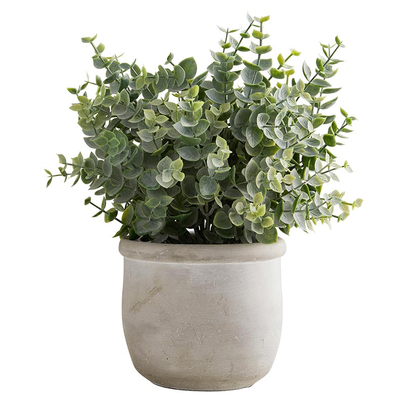 Eucalyptus In Cement Pot Set