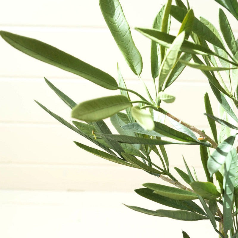 Eucalyptus Tree In a Black Pot