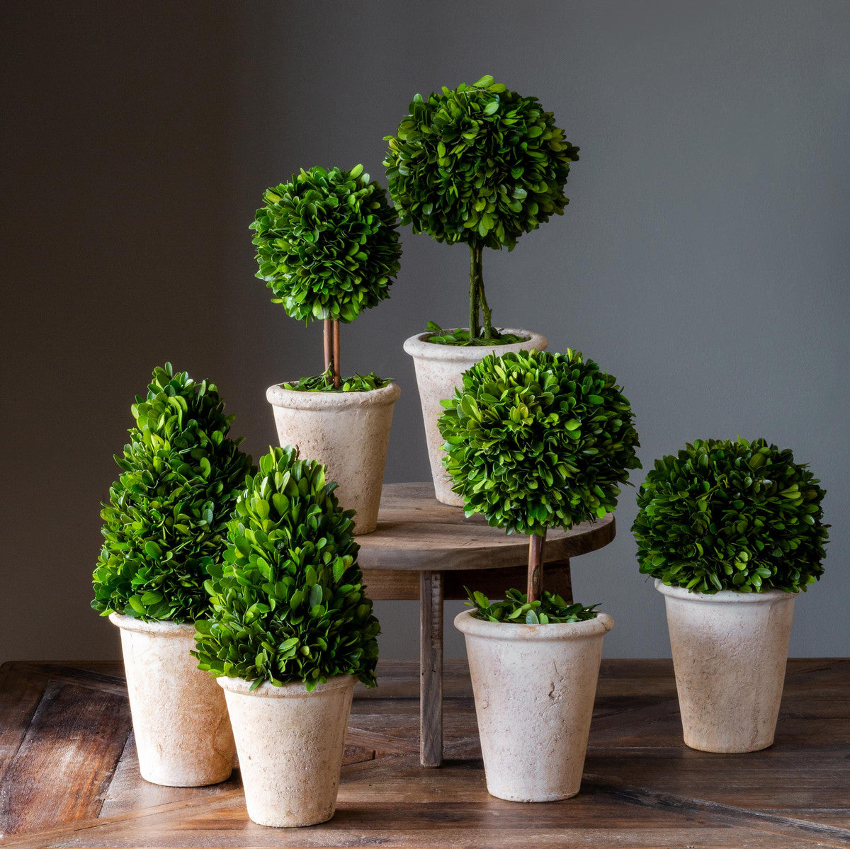 Preserved Boxwood Topiaries Set