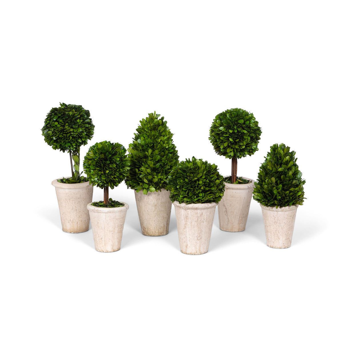 Preserved Boxwood Topiaries Set