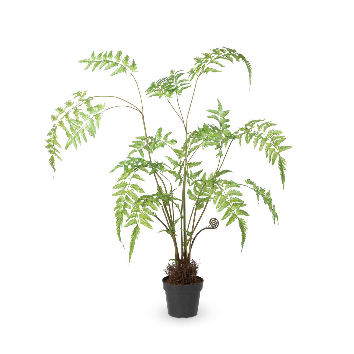 Forest Fern Plant in Growers Pot