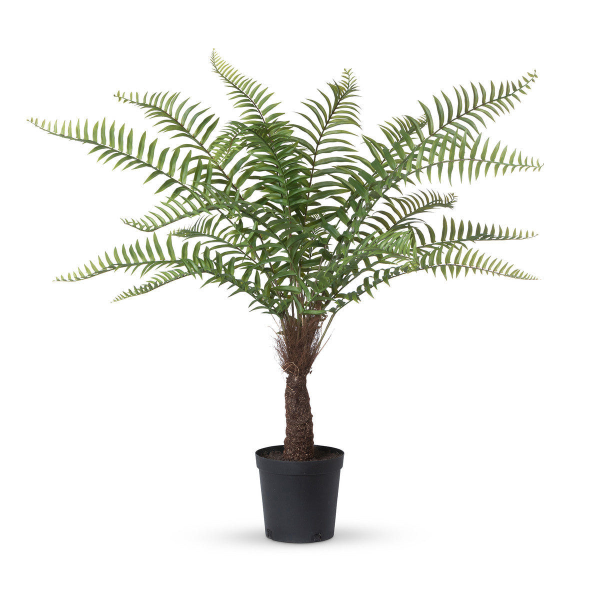 Large Tree Fern In Growers Pot