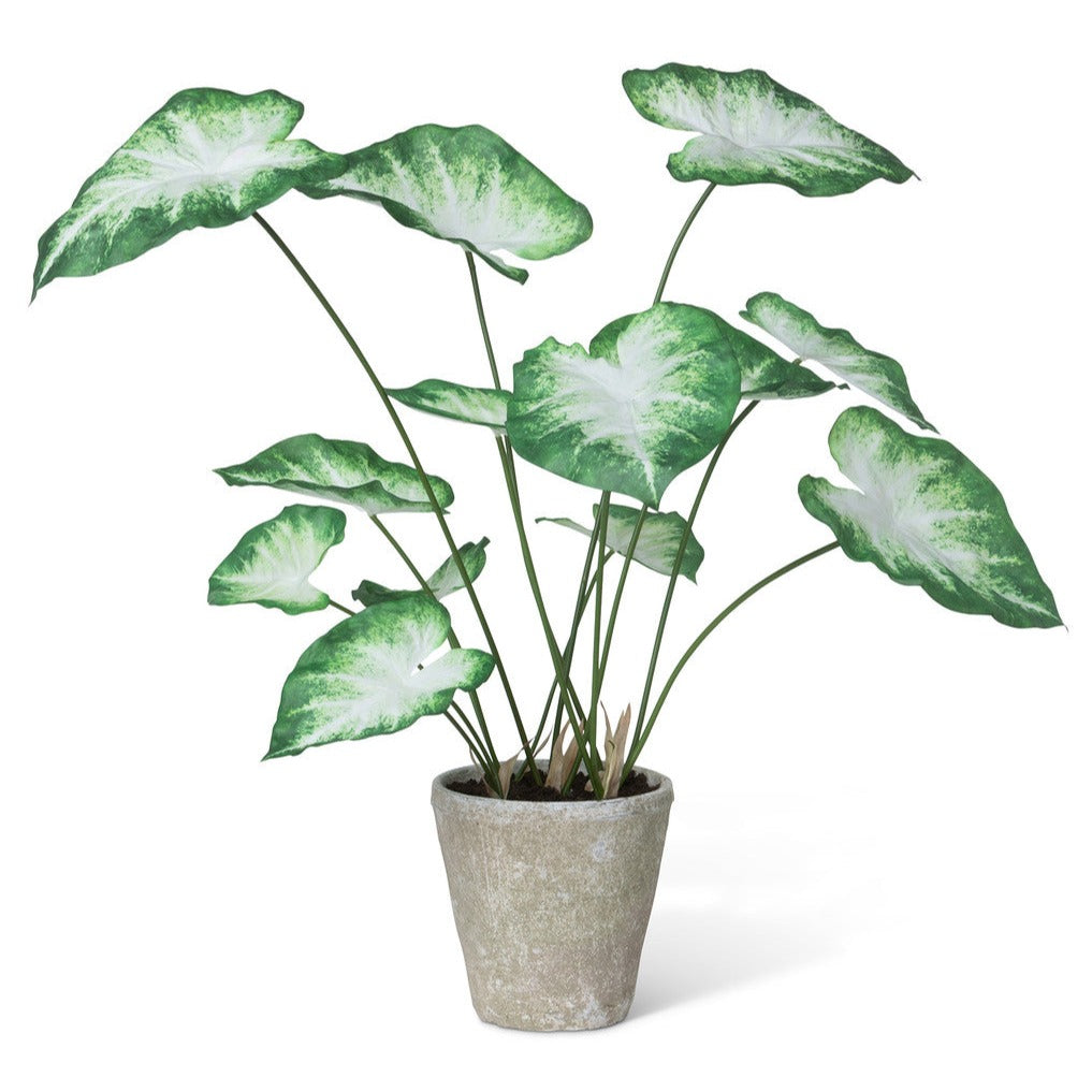 Potted Faux Caladium