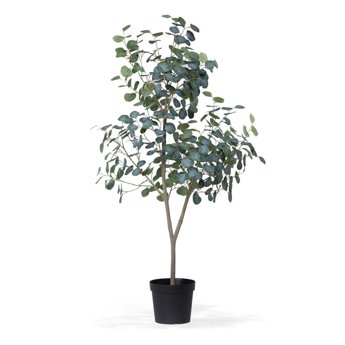 Eucalyptus Tree in Grower&#39;s Pot