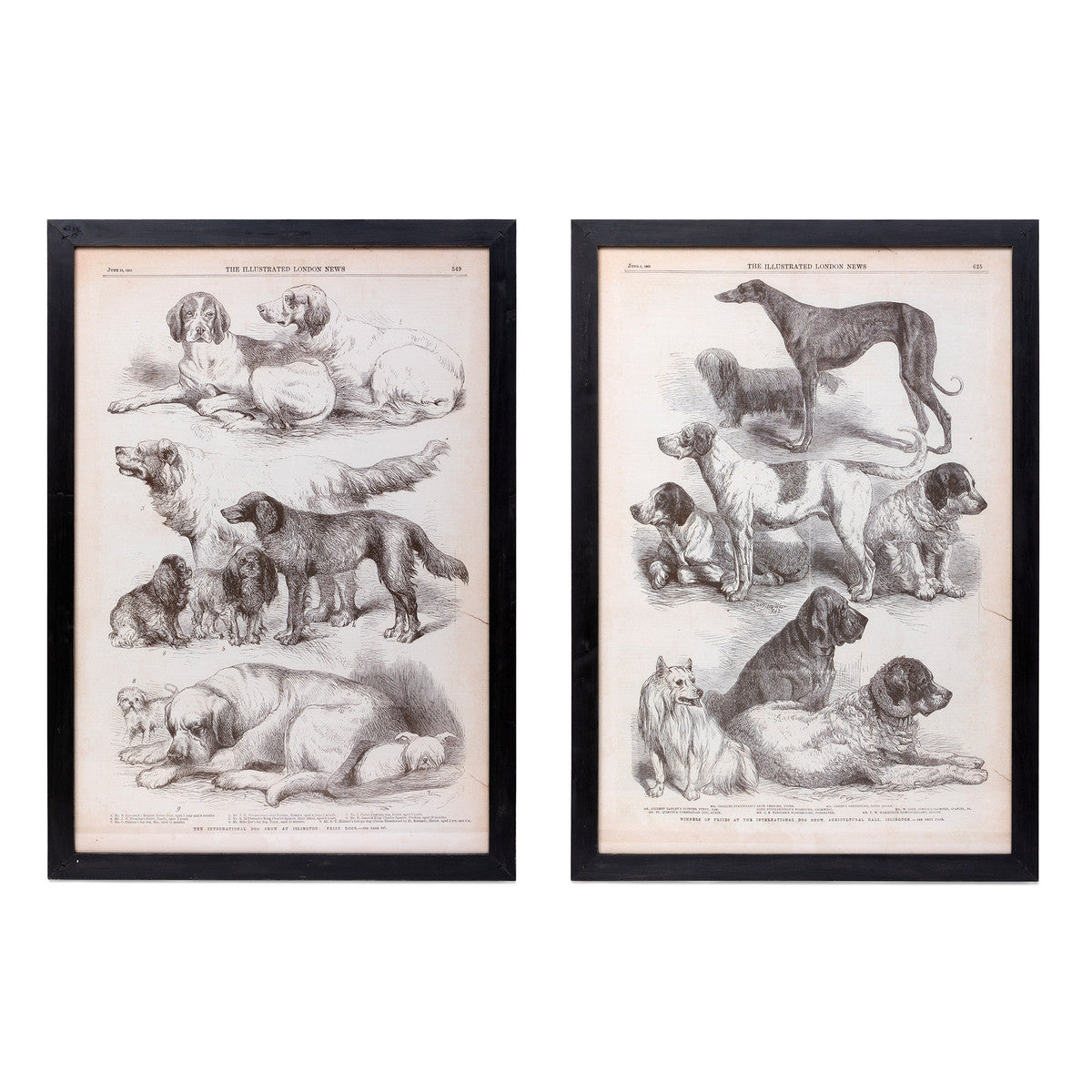 Canine Species Sepia Print