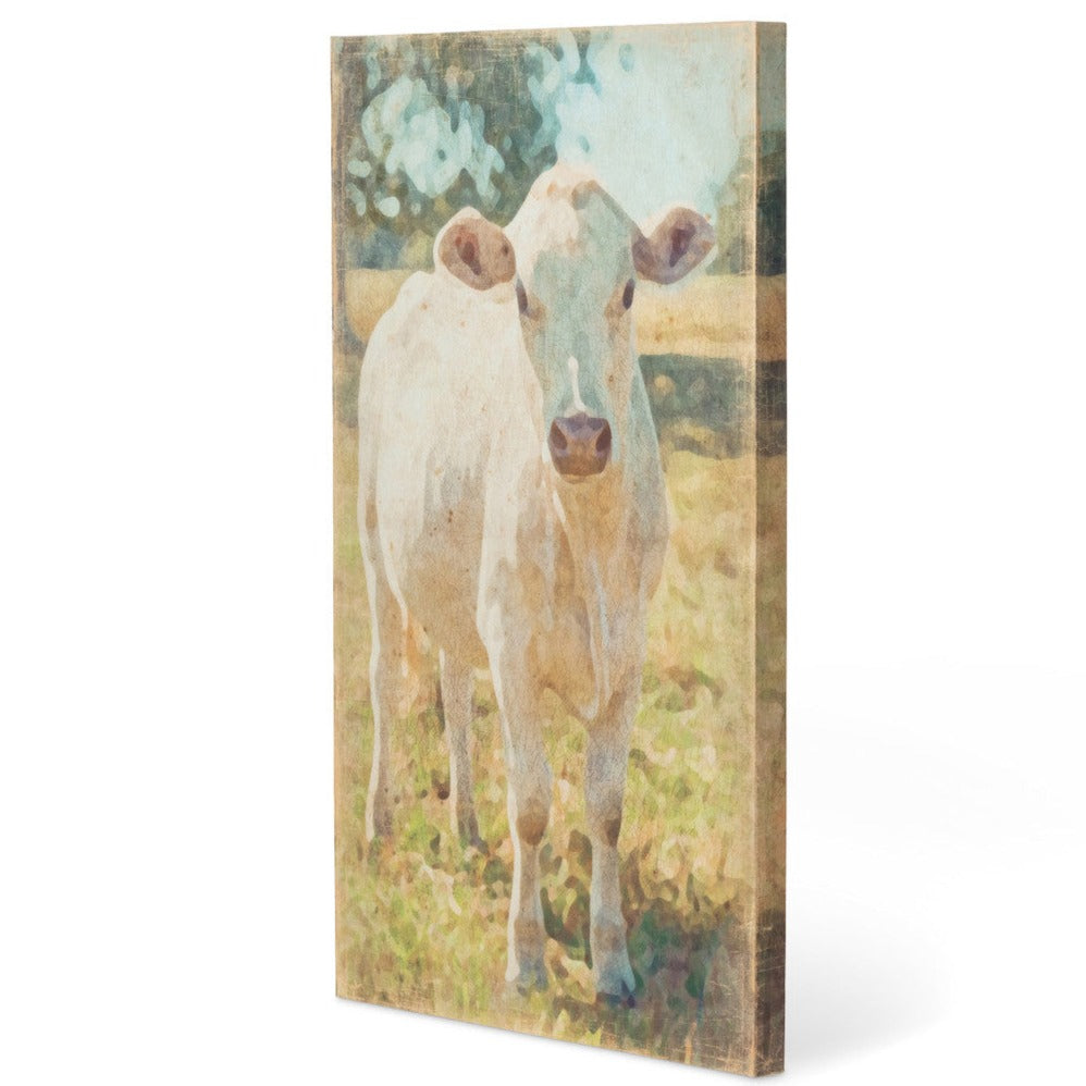 Charolais Cow Canvas Print