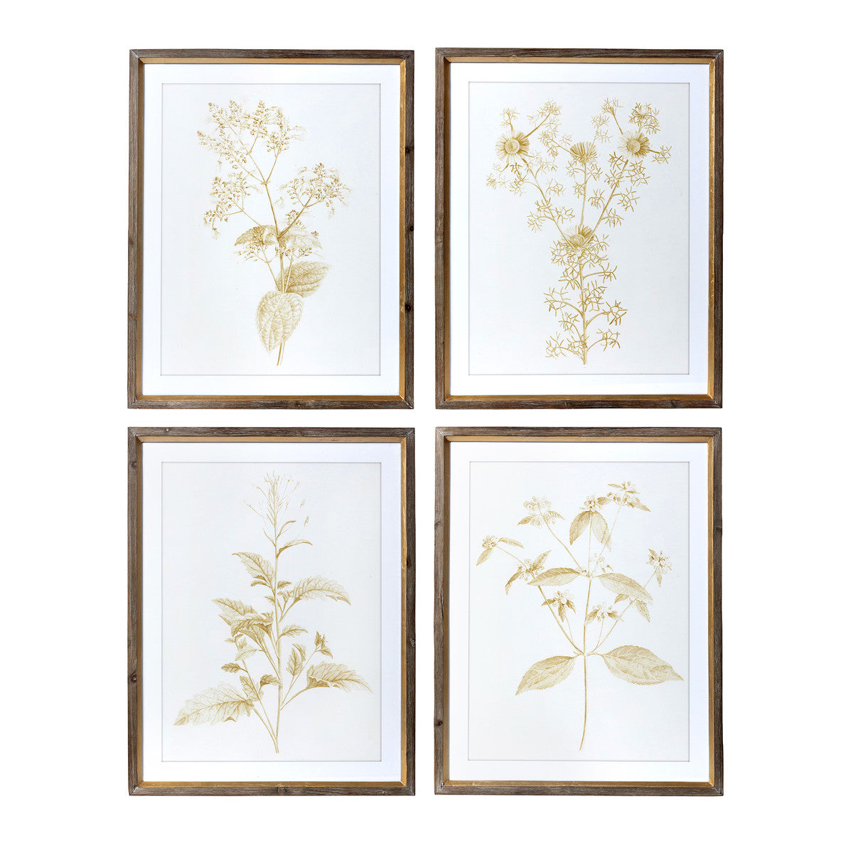 Sepia Botanical Framed Print