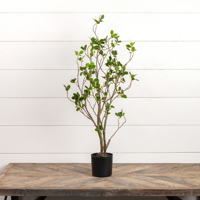 Potted Tea Leaf Tree