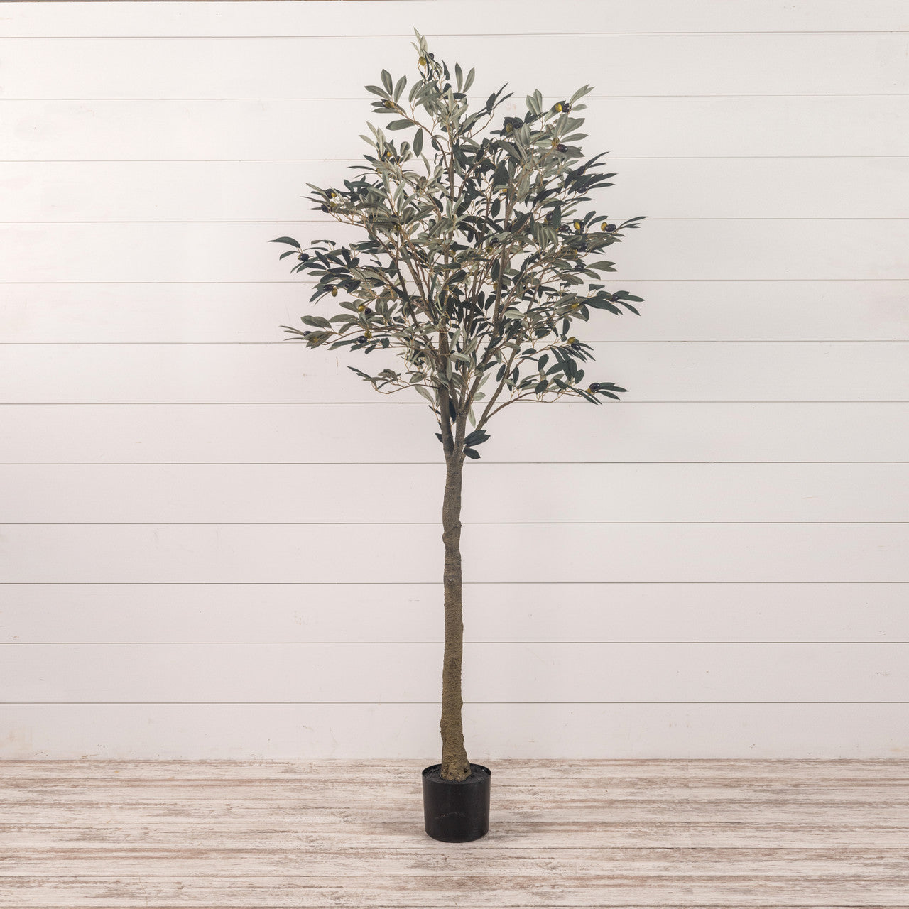 Potted Olive Tree