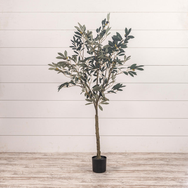 Potted Olive Tree