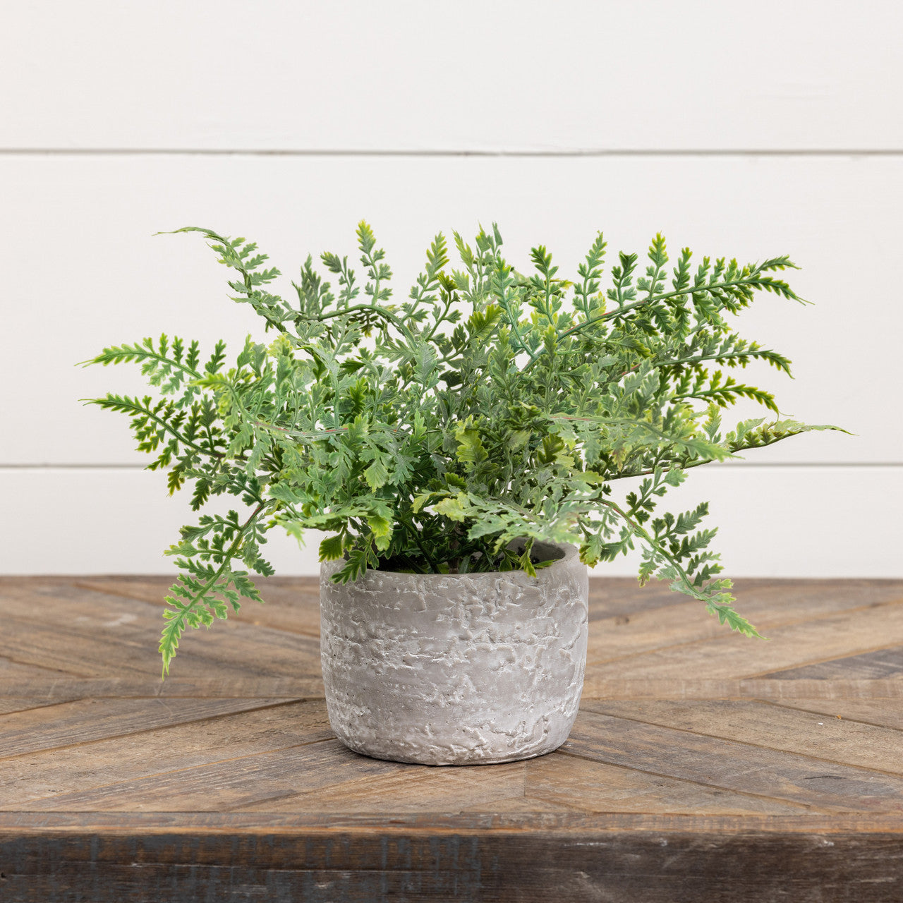 Miniature Fern In Stone Pot