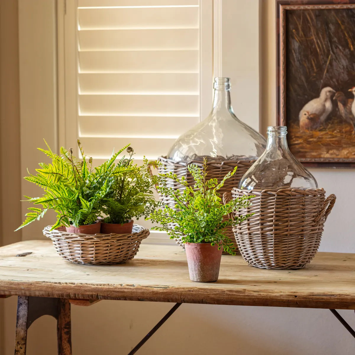 Potting Shed Fern Collection