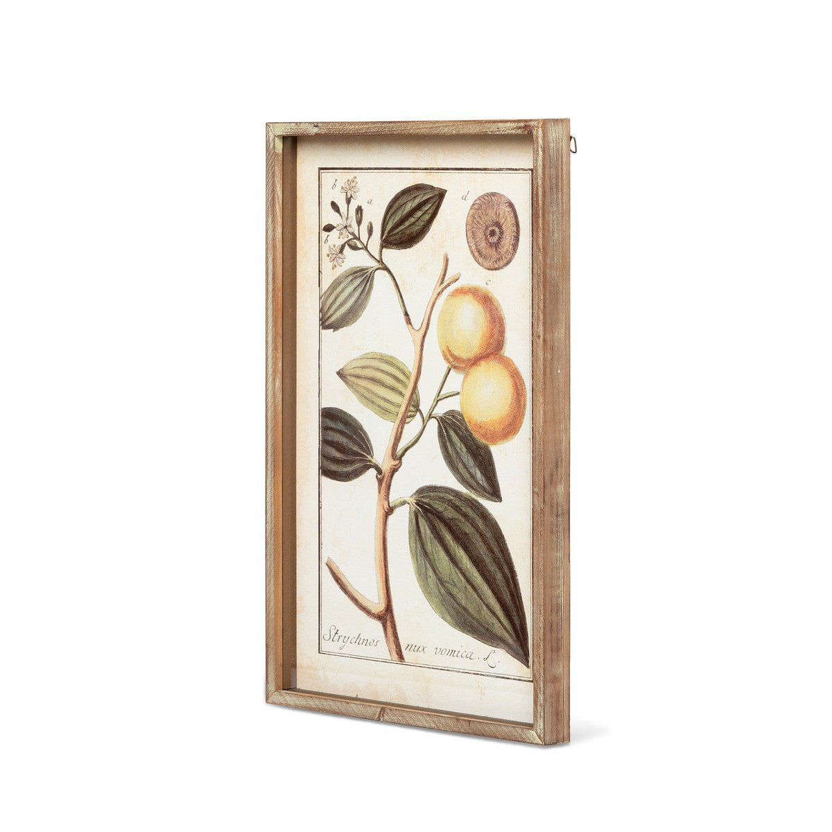 Botanical Study Citrus Print Set - A Cottage in the City