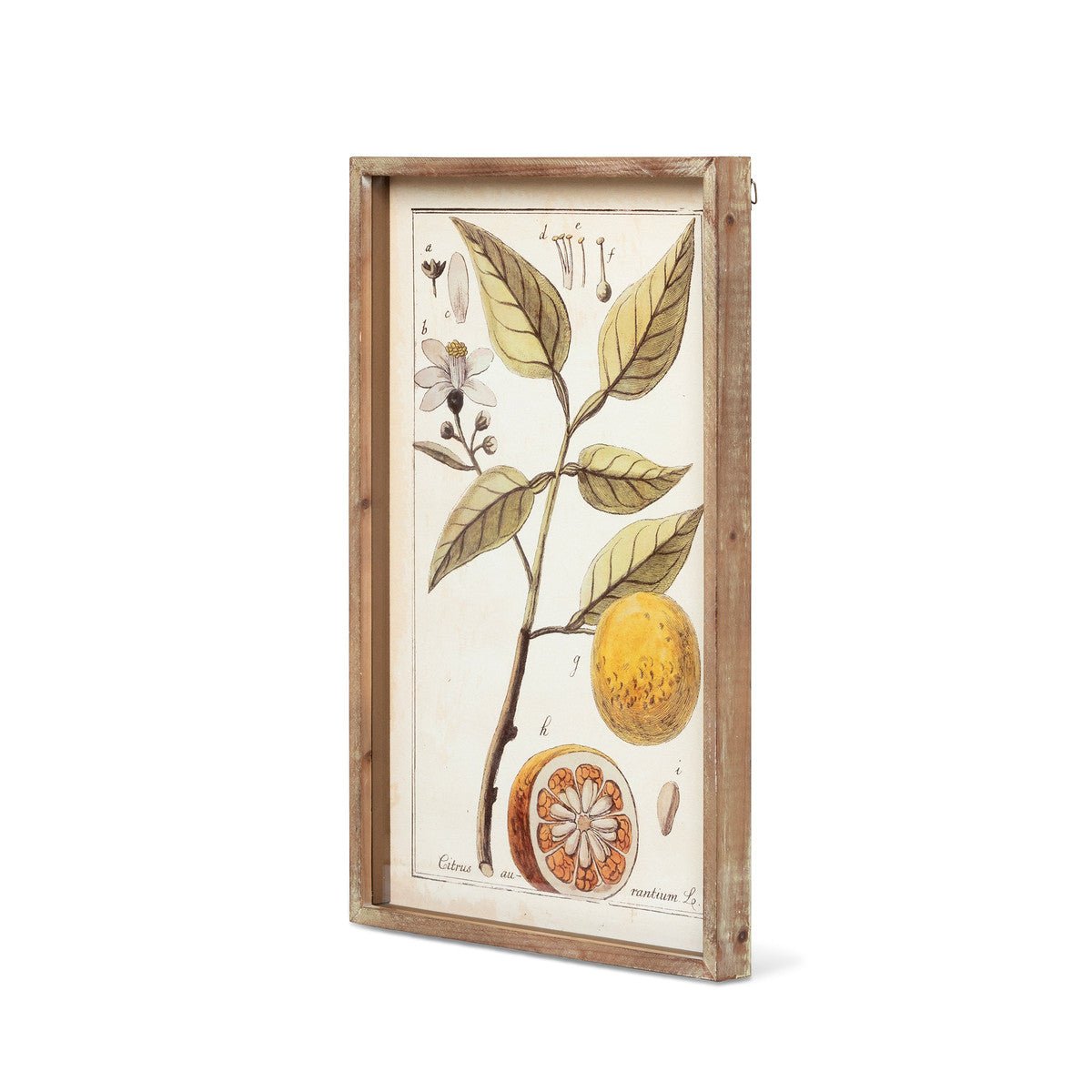 Botanical Study Citrus Print Set - A Cottage in the City