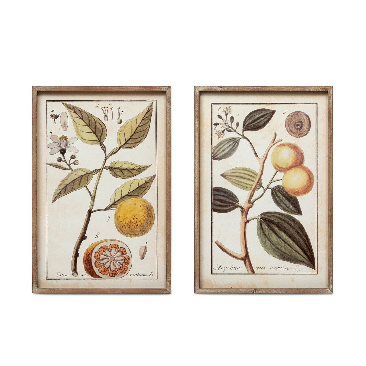 Botanical Study Citrus Print Set - A Cottage in the City