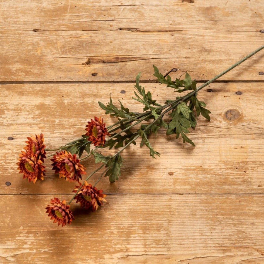 Burgundy Strawflower Spray - A Cottage in the City