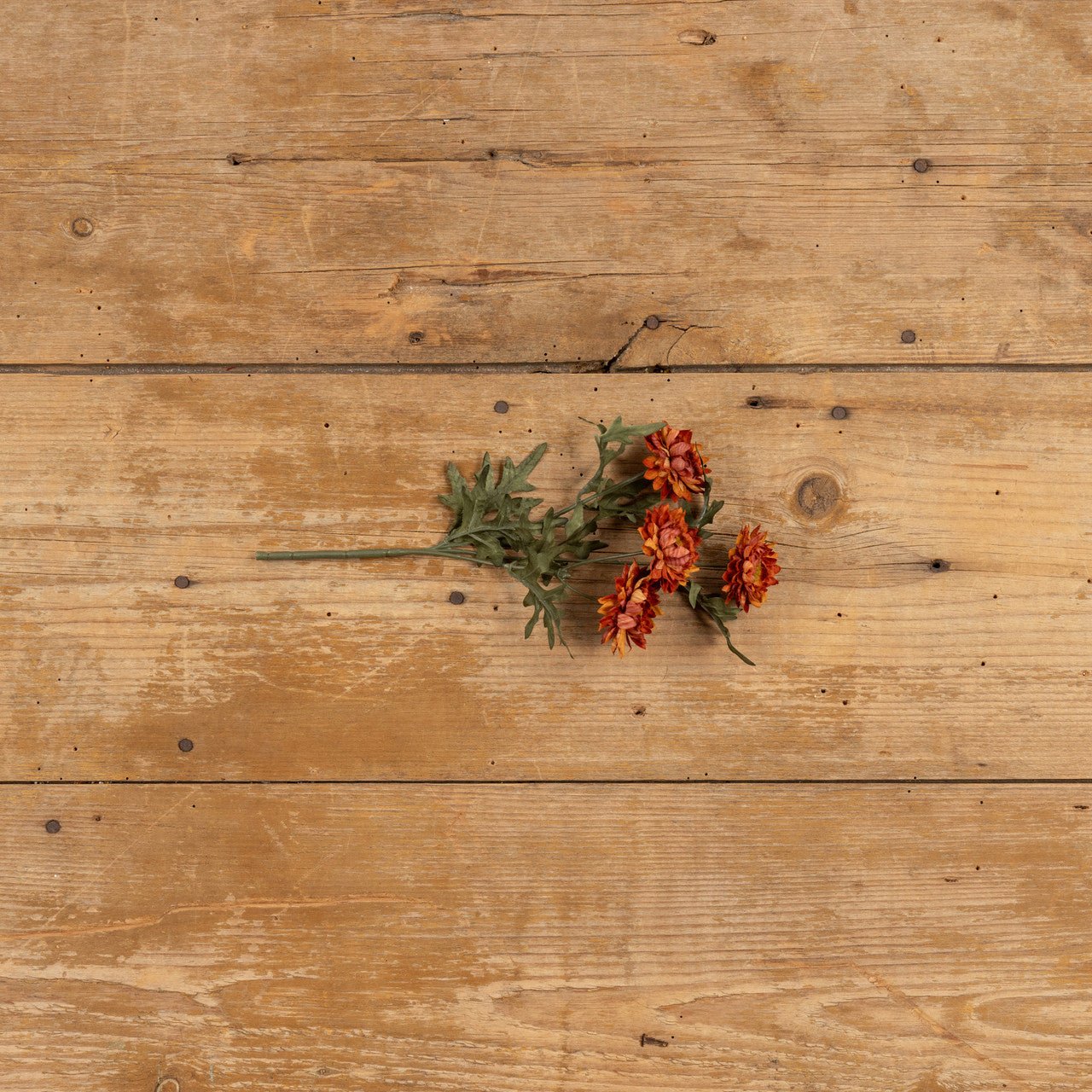 Burnt Orange Strawflower Pick - A Cottage in the City