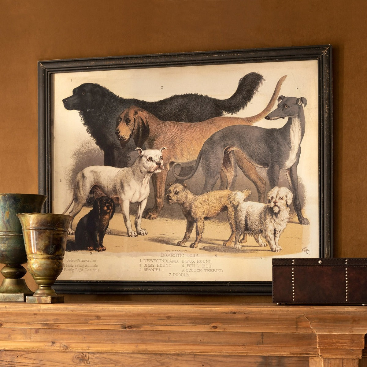 Domestic Dogs Framed Print