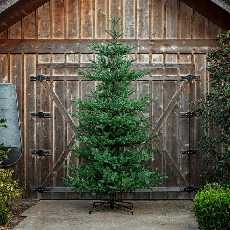 12&#39; Noble Fir Tree With Lights