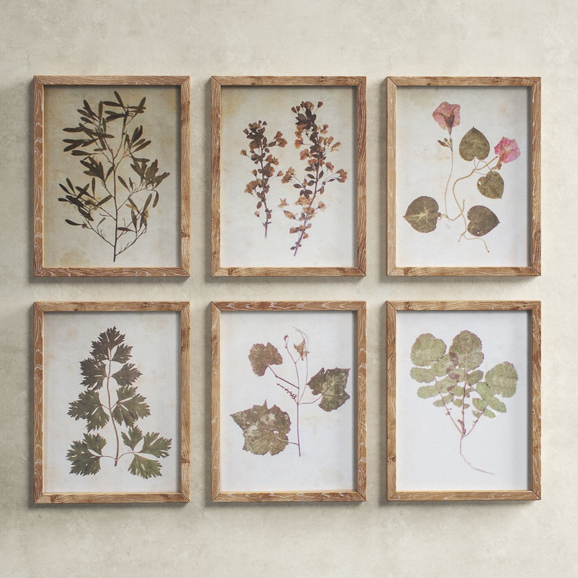 Leaf Framed Prints Set