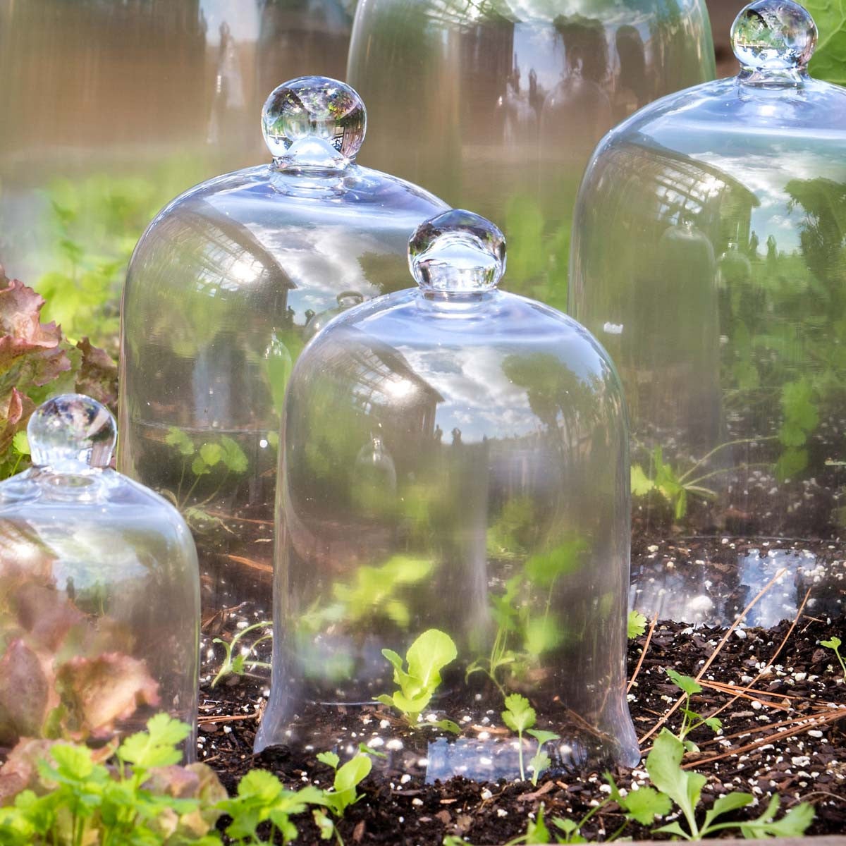 Glass Bell Jar