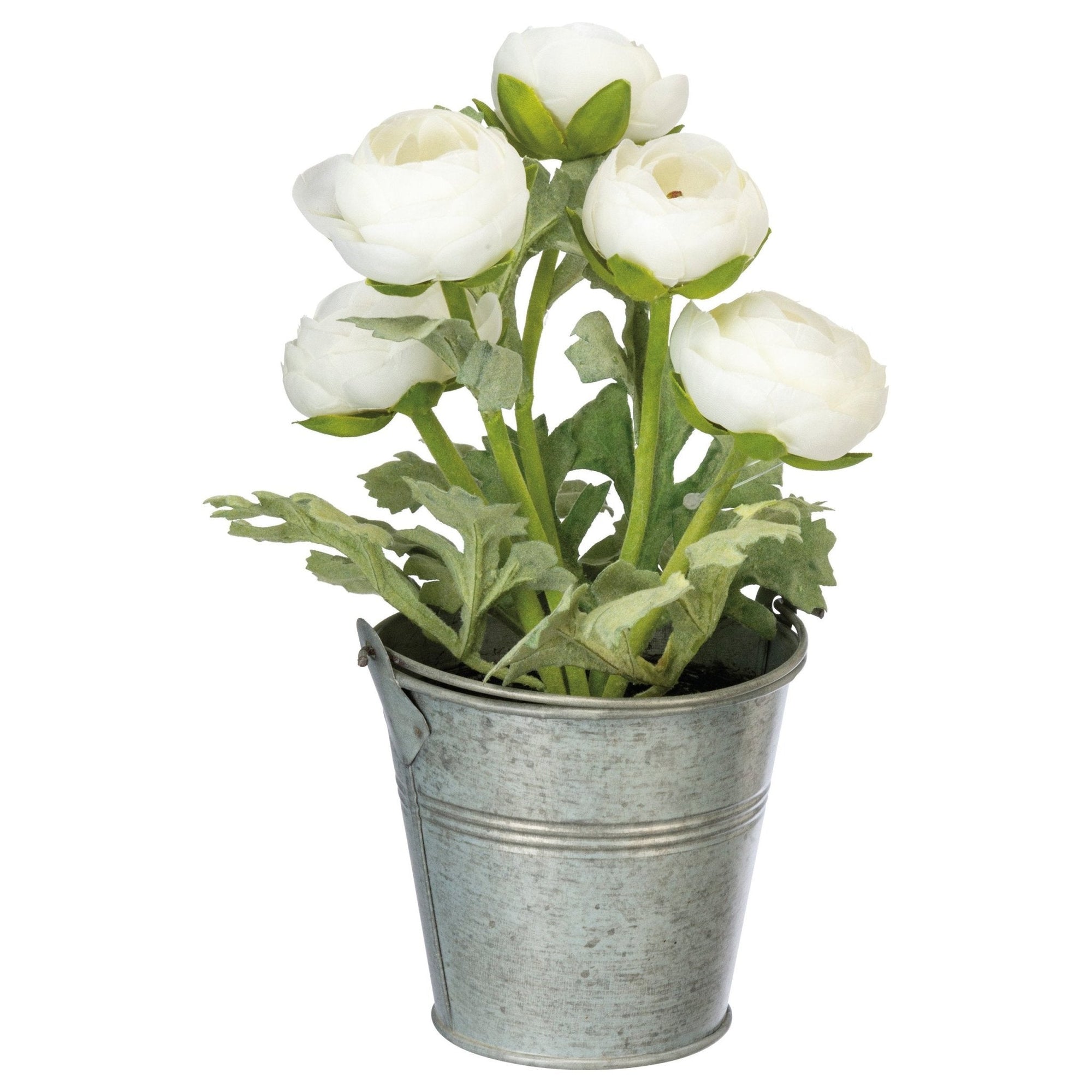 Potted White Ranunculus